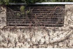 Photo Textures of Wall Overgrown